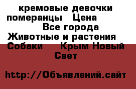 кремовые девочки померанцы › Цена ­ 30 000 - Все города Животные и растения » Собаки   . Крым,Новый Свет